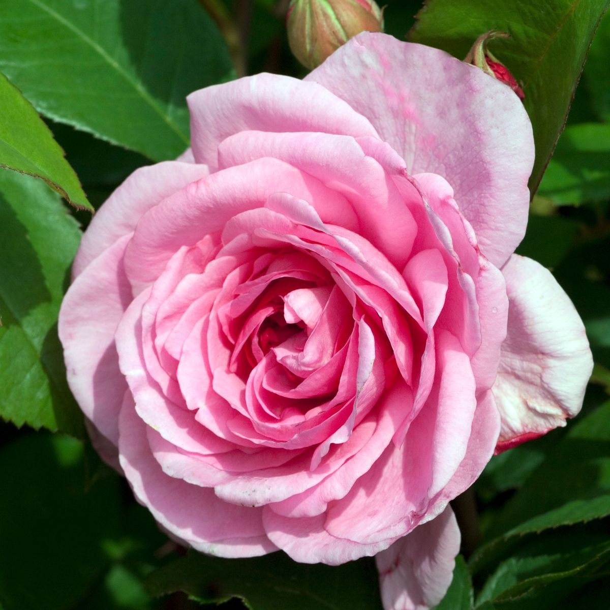Rose- Gertrude Jekyll